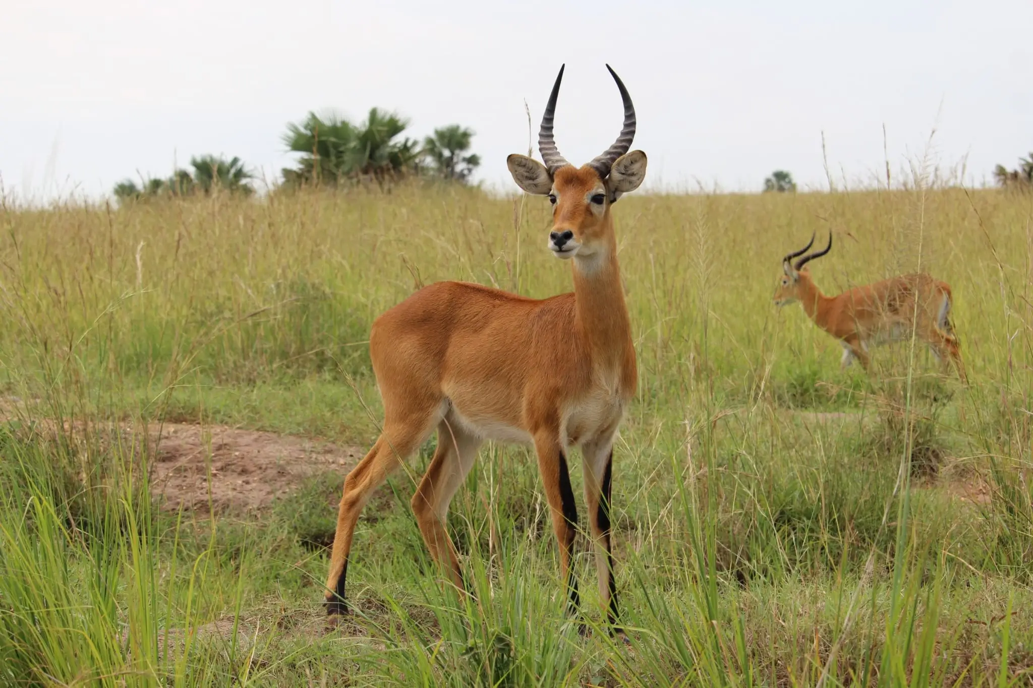 Lake Mburo National Park